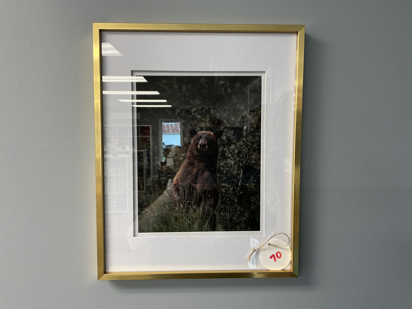 Black Bear “Attention” Framed