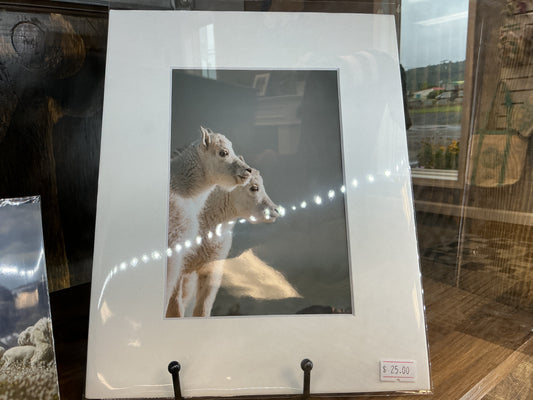 2 Goats Matted