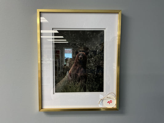 Black Bear “Attention” Framed