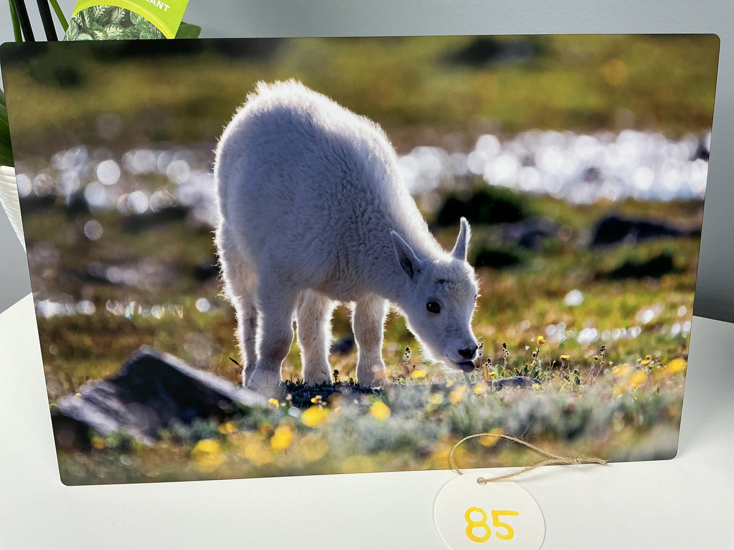 Goat Kid “Golden Summer”