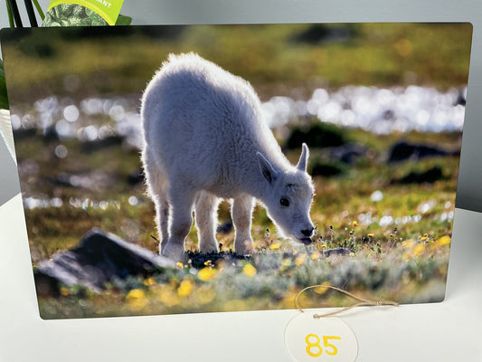 Goat Kid “Golden Summer”